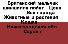 Британский мальчик шиншилла-пойнт › Цена ­ 5 000 - Все города Животные и растения » Кошки   . Нижегородская обл.,Саров г.